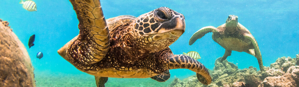 Sea turtles swimming