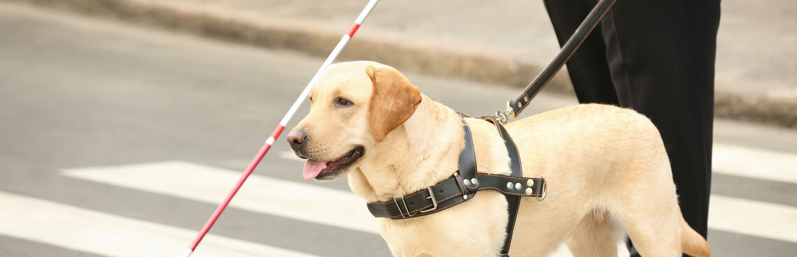 Service dog assisting someone