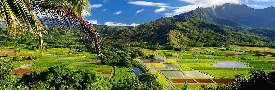Lush Hawaiian mountain landscape