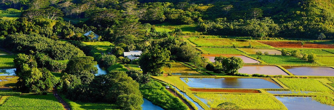 Lush Hawaiian landscape