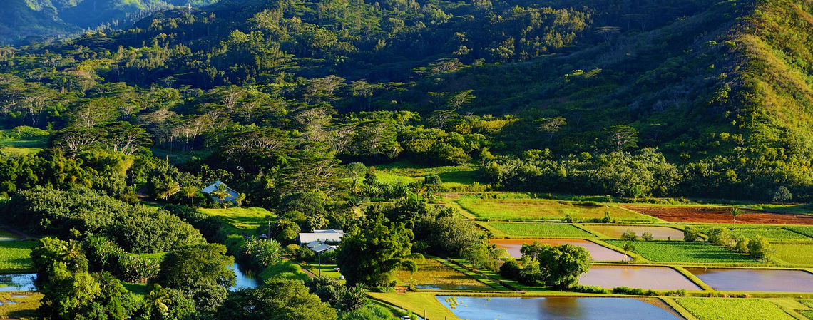 Lush Hawaiian landscape